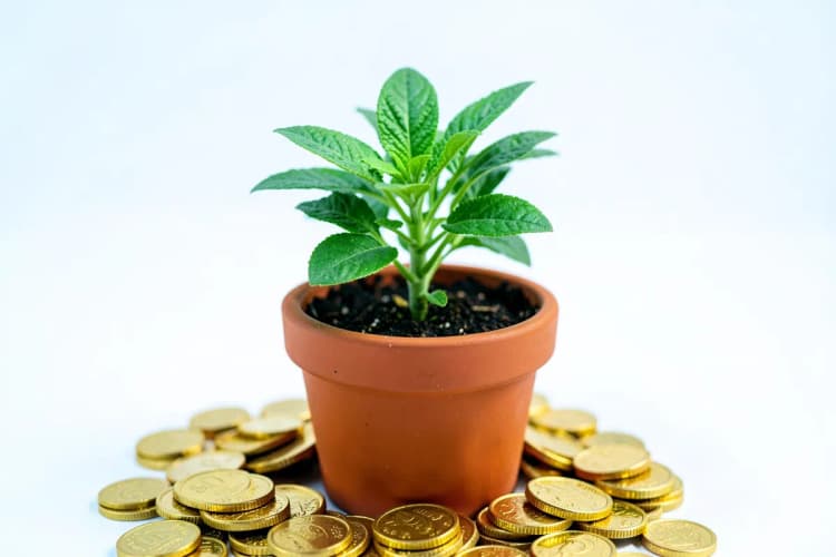 Uma planta crescendo em um vaso com moedas de ouro ao redor, simbolizando retorno sobre investimento.