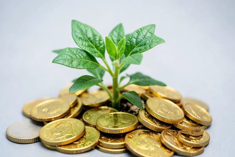 Moedas de dinheiro empilhadas em cima de uma planta crescendo, em fundo branco.
