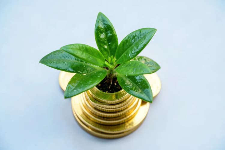 Uma planta crescendo em cima de uma pilha de moedas de ouro.