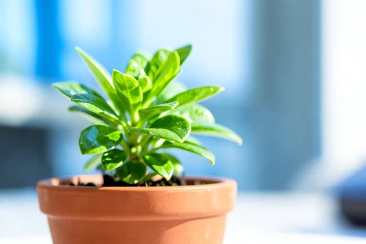 Uma planta crescendo em um vaso, com luz do sol brilhando sobre ela
