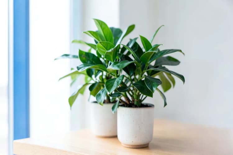 Uma planta de casa verde vibrante em um vaso de cerâmica simples, colocada em uma prateleira de madeira clara.