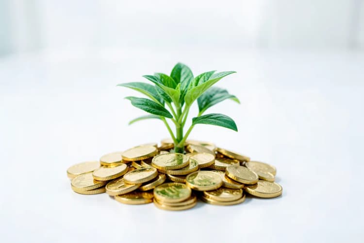 Uma planta crescendo de um monte de moedas de ouro, em um fundo branco.
