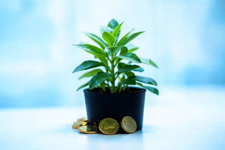 Uma planta crescendo em um vaso com moedas de ouro ao redor da base.